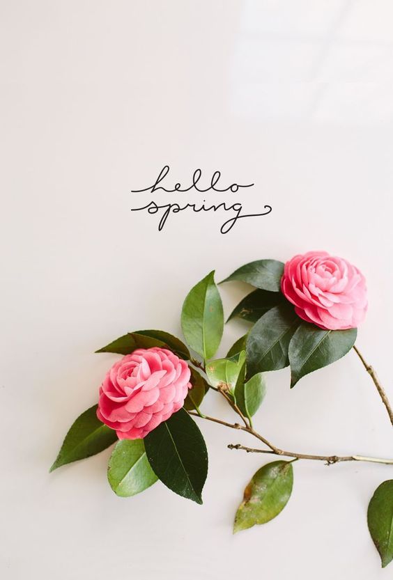 Hello Spring….