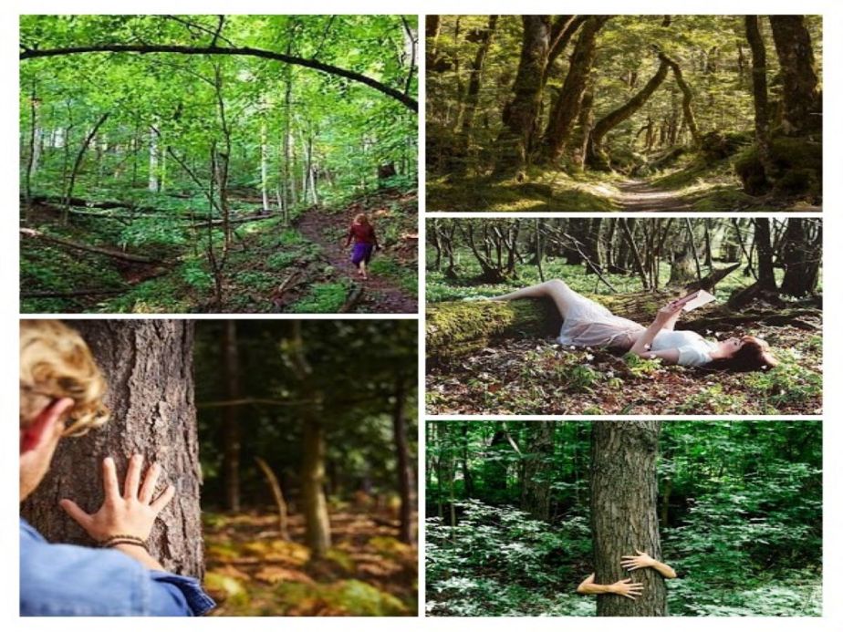 Forest Bathing and The Power of&nbsp;Green